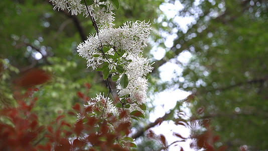 公园白色小花树木4K视频的预览图