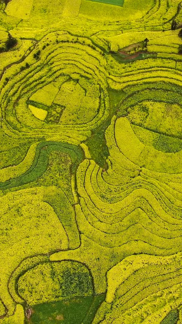 无人机俯拍壮观的油菜花田视频视频的预览图