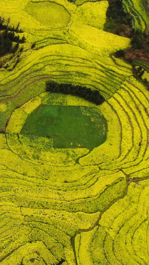 无人机俯拍壮观的油菜花田视频视频的预览图