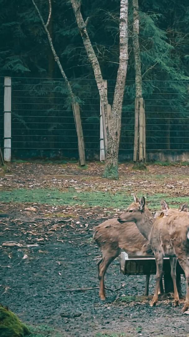 鹿在觅食视频的预览图