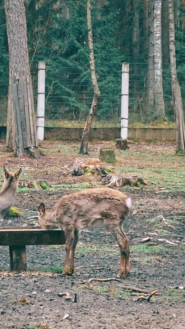 鹿在觅食视频的预览图