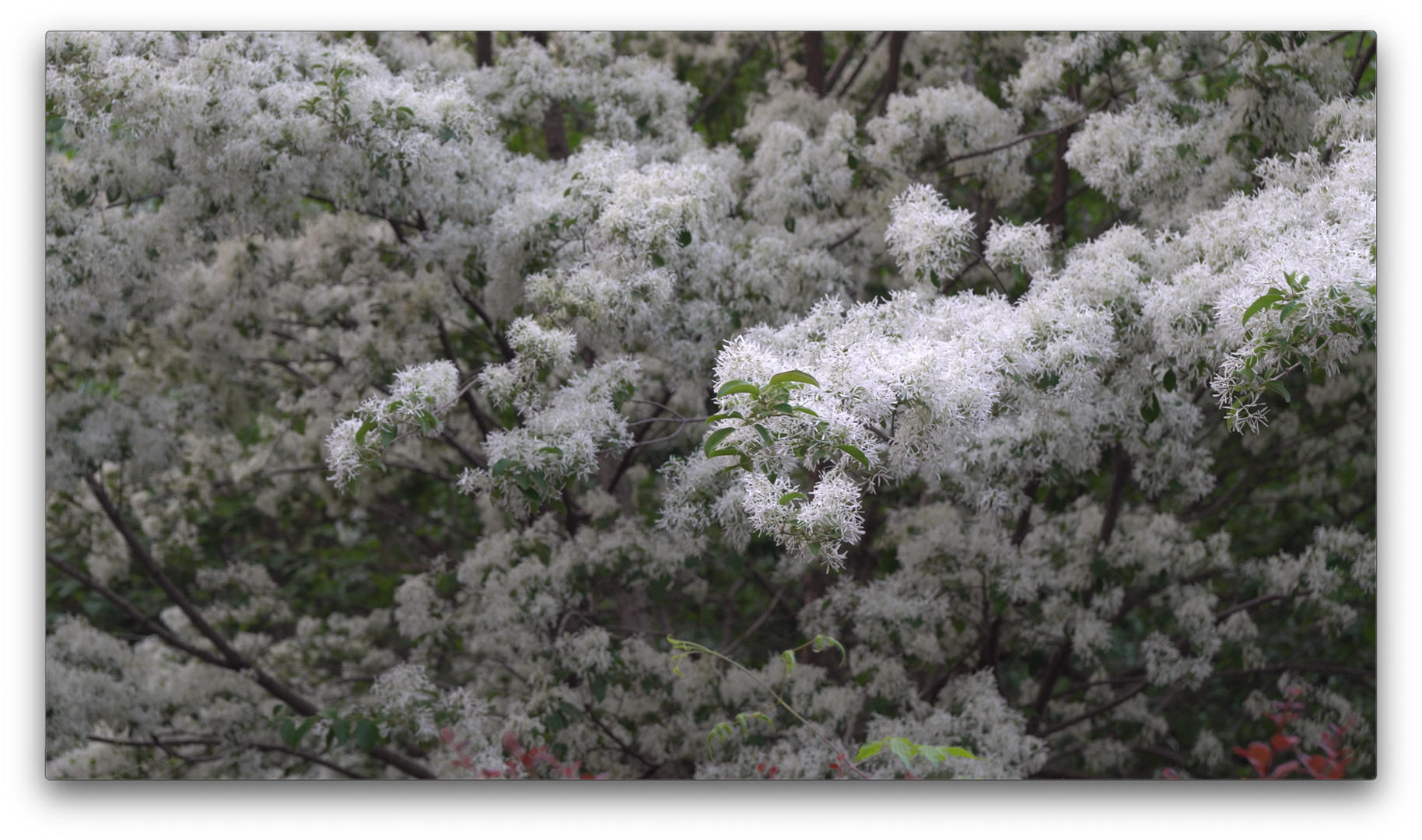 公园的开满白色小花的树4K视频的预览图