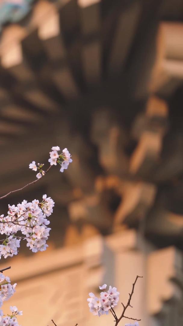 城市旅游武汉大学古建筑樱花树素材视频的预览图