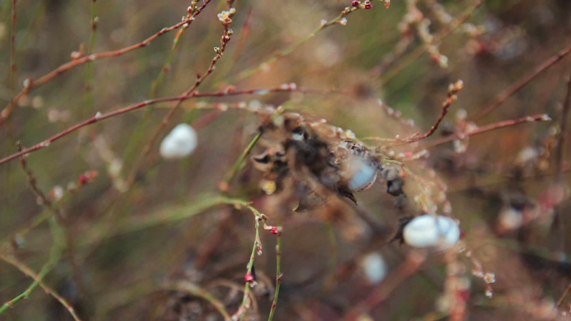 植物枝上有许多蜗牛贝类视频的预览图