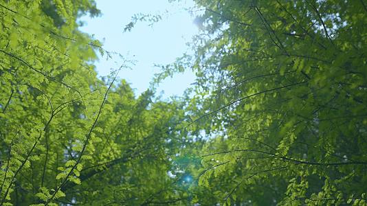 云南春天池杉逆光唯美绿色树木生长视频的预览图