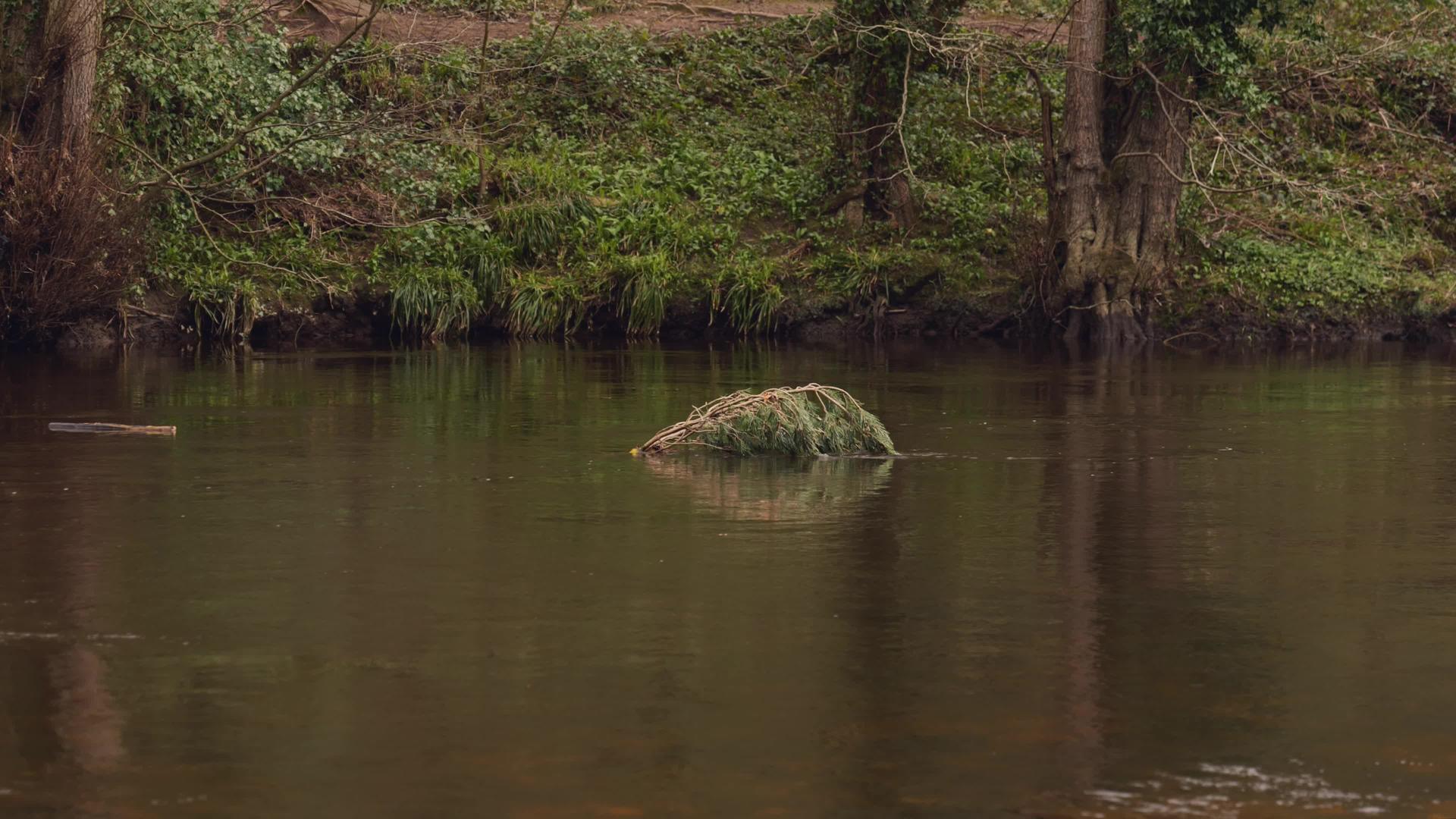 棍子漂浮在快速流动的河流上视频的预览图
