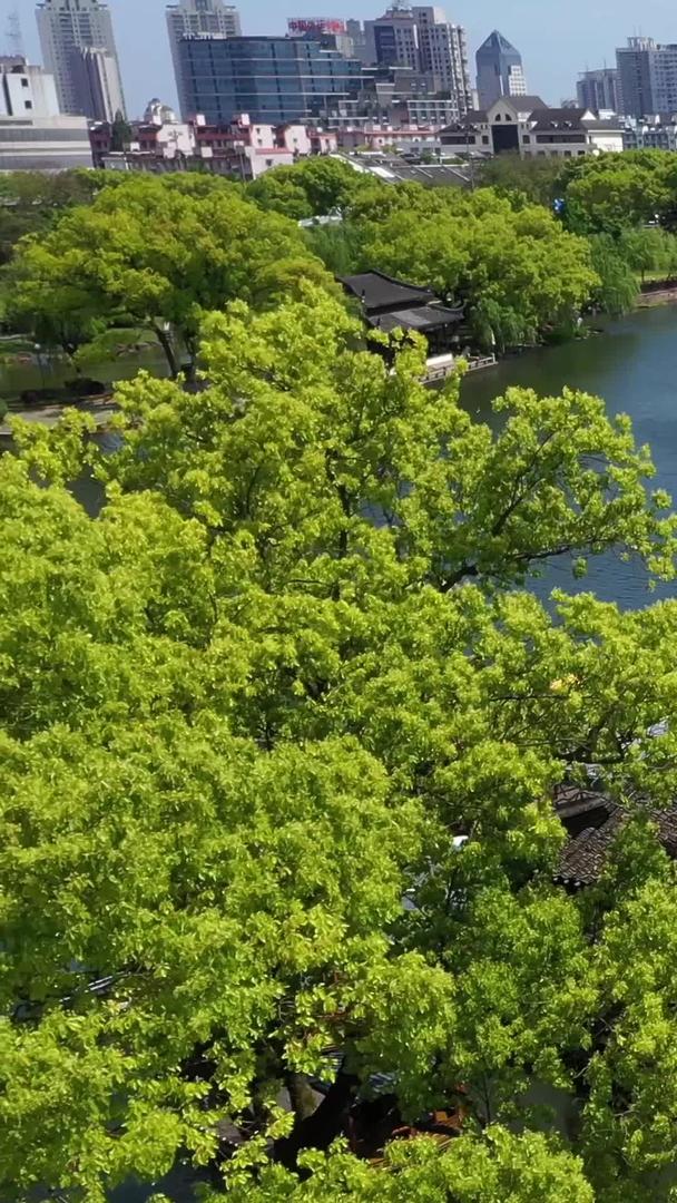 宁波月湖佛教居士林航拍5A景区视频视频的预览图