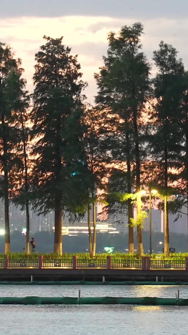 湖北省5A级旅游景点东湖绿道夜景林荫道骑自行车跑步健身人群素材视频的预览图