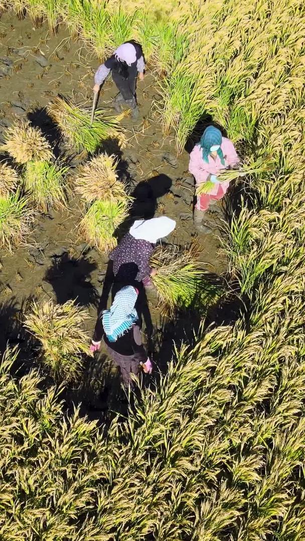 农民妇女形象稻田里农村视频的预览图