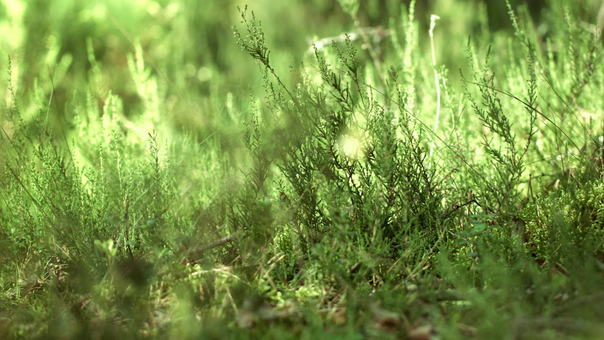森林植物生长在底部视频的预览图