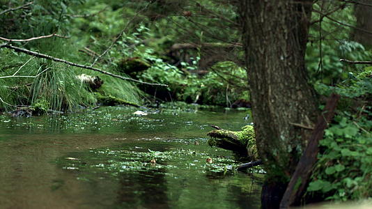 森林流动木材中透明的水流视频的预览图
