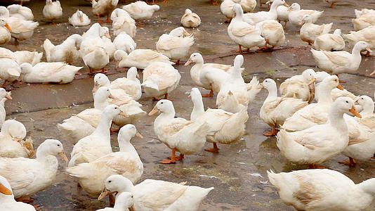 养殖场饲养的鸭子视频的预览图