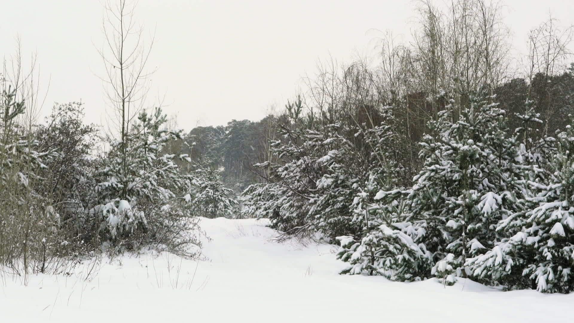 小森林降雪视频的预览图