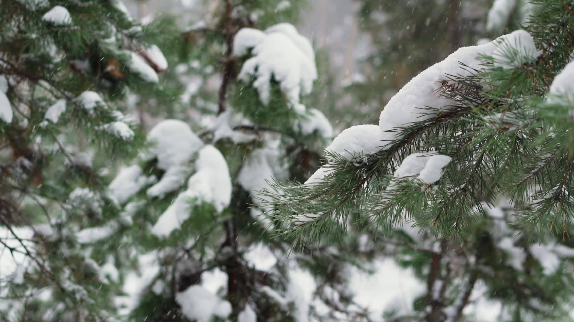 降雪于年轻的松树视频的预览图