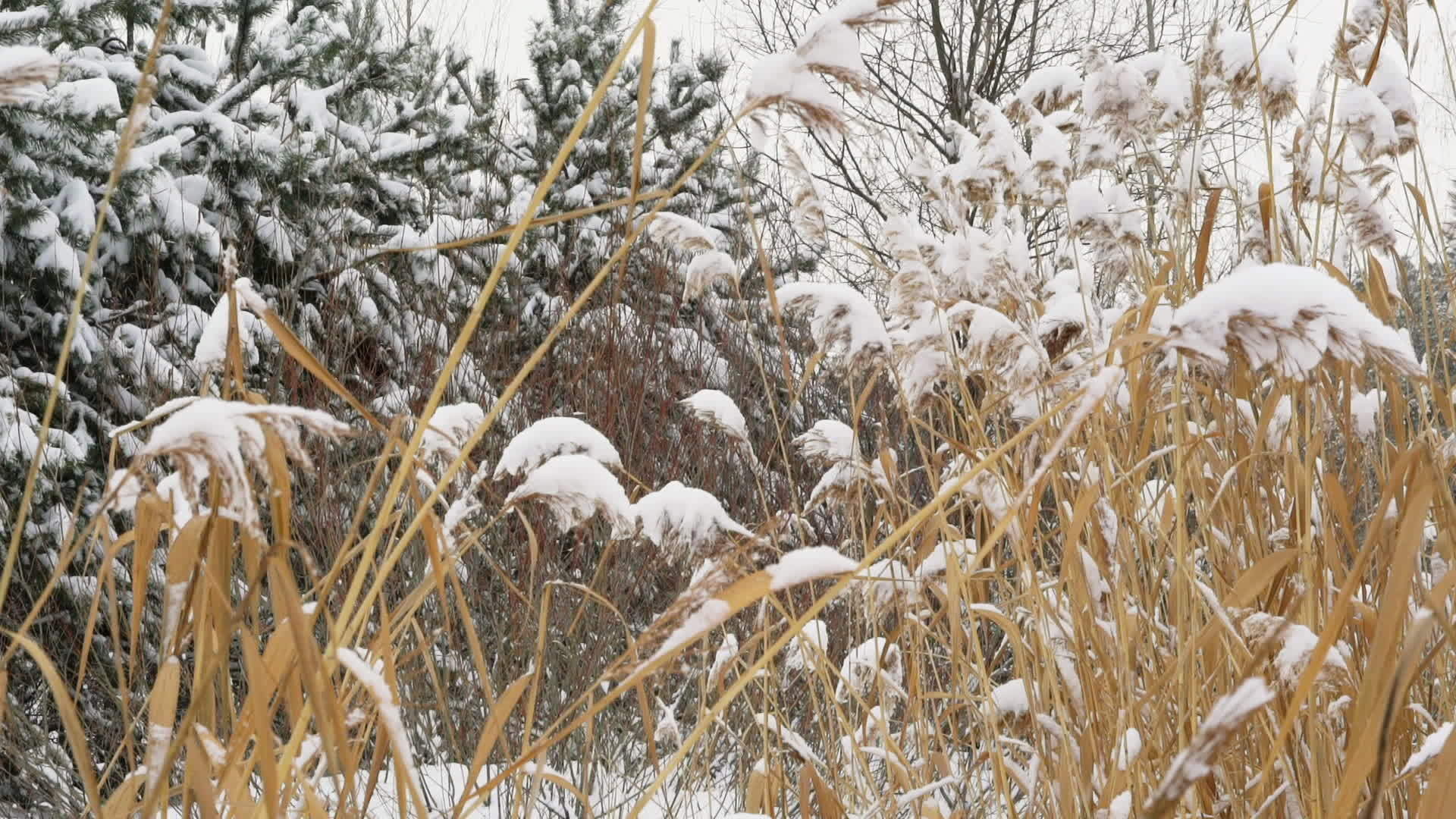 冬季雪景观视频的预览图