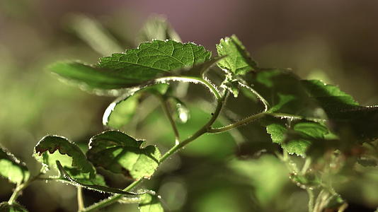 绿叶植物在阳光下视频的预览图