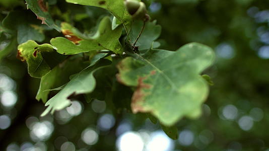 绿橡树叶在风中挥舞视频的预览图