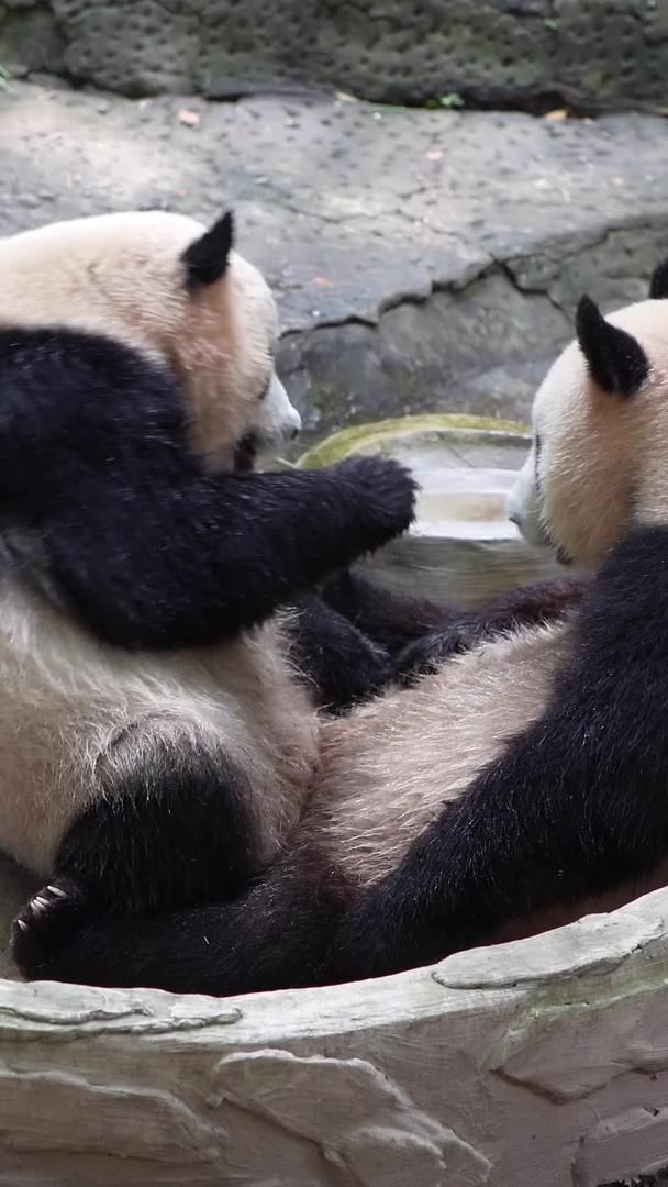 两只熊猫打架视频的预览图