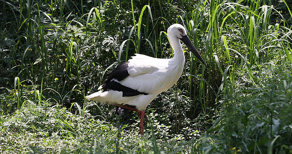 4K拍摄国家一级保护动物东方白鹤合集视频的预览图
