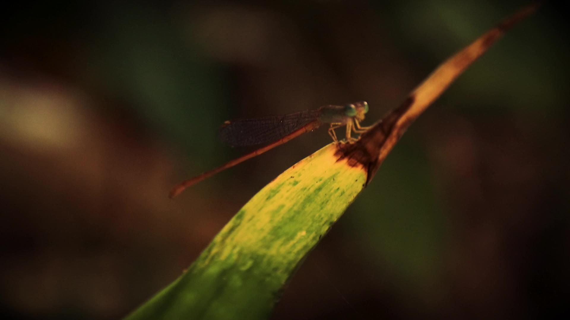 精致的小蜻蜓翡翠豆娘视频的预览图