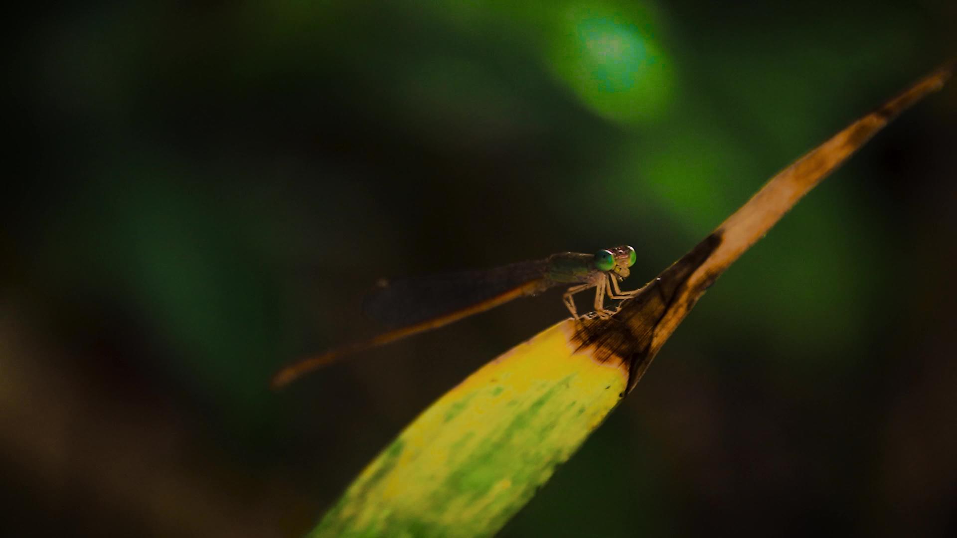 叶子上的昆虫视频的预览图