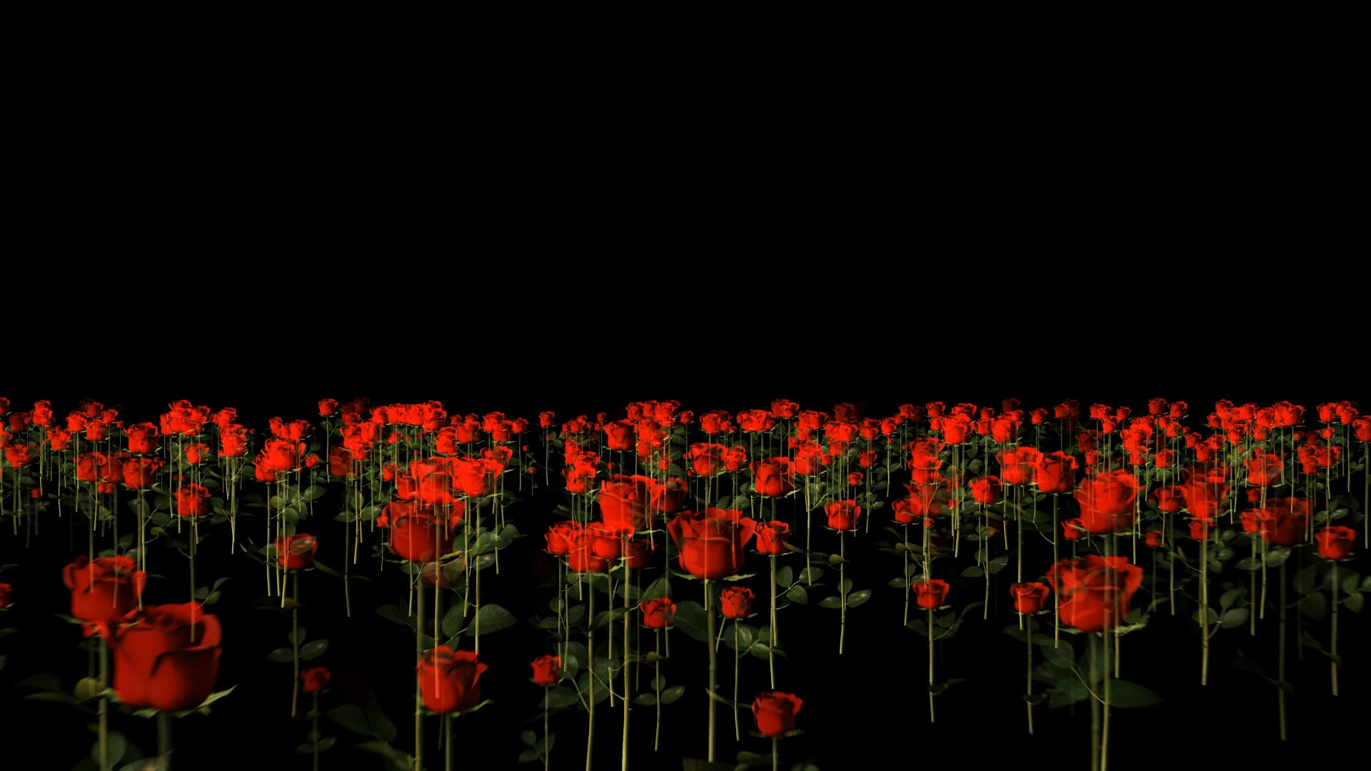 透明通道玫瑰花丛穿梭视频素材视频的预览图