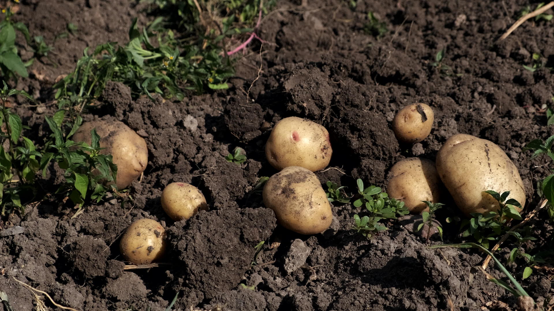 土豆在田间收获视频的预览图