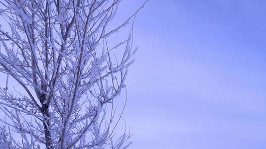 树枝雾凇雪花冰挂特写视频的预览图