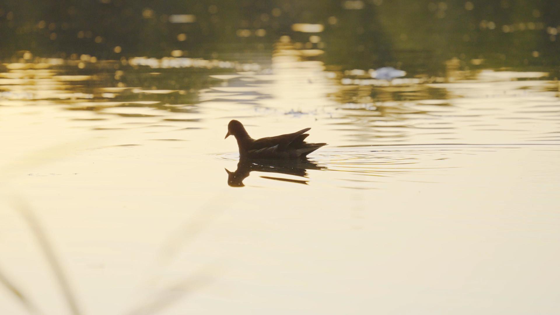 夕阳下水的黑水鸡4K视频的预览图