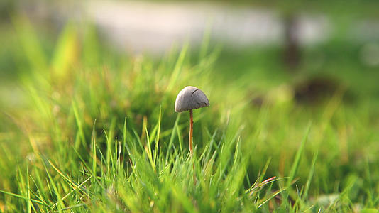 草地上的蘑菇4K视频的预览图