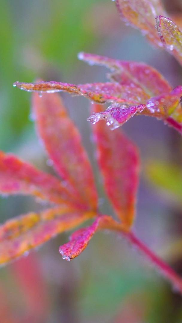 深秋红色植物霜降视频的预览图