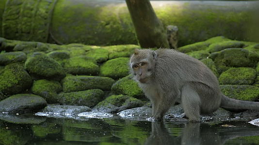 印度安尼西亚森林池塘猴子森林视频的预览图