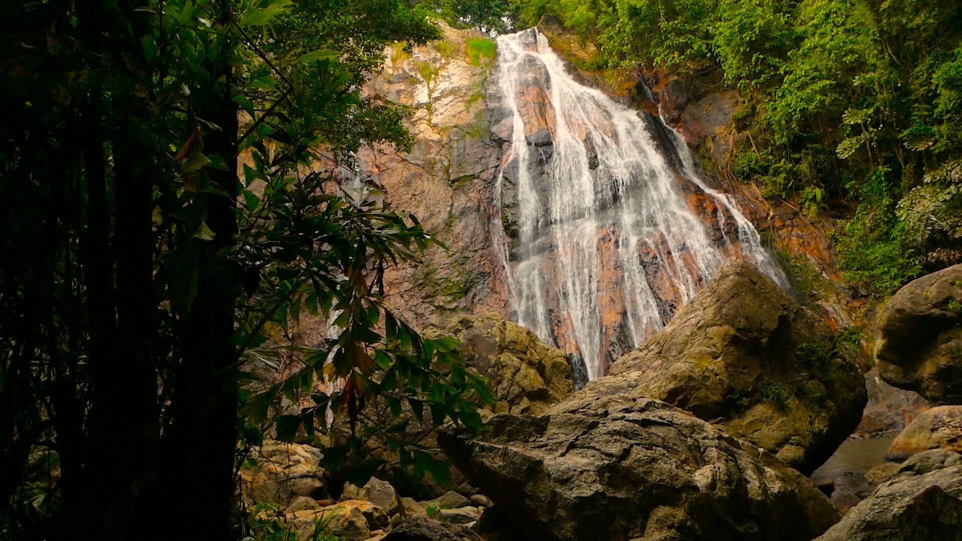 绿色雨林中的瀑布级联视频的预览图