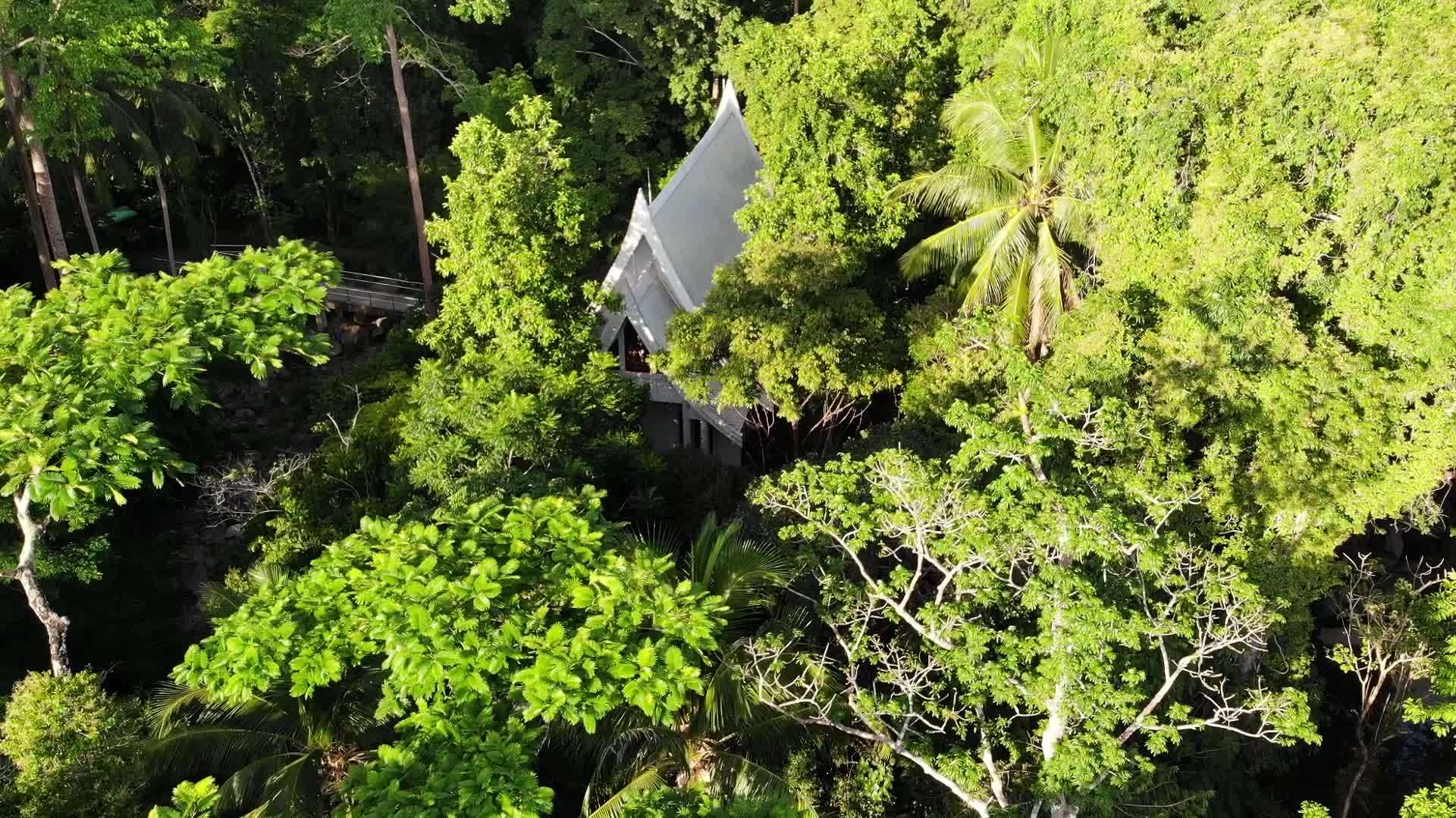 山上的绿色丛林生长在苏梅岛丘陵地区的热带树木上视频的预览图