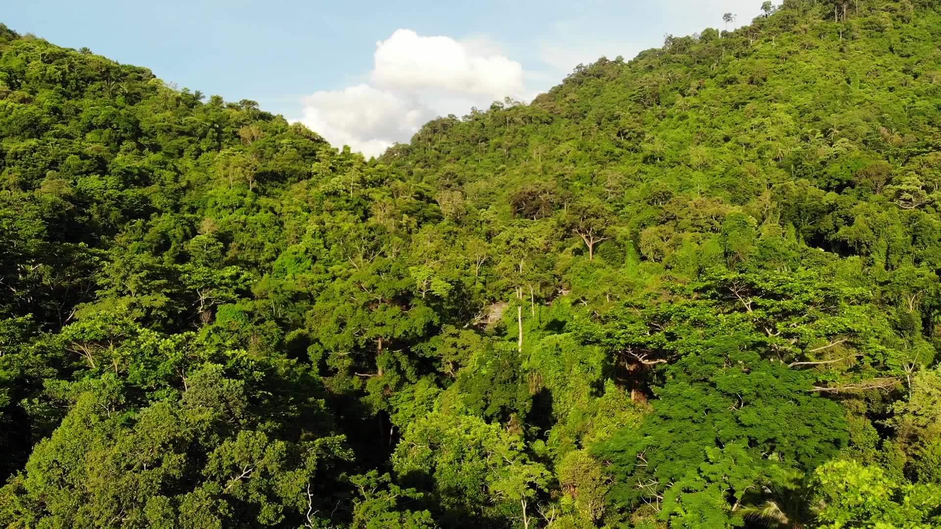 苏梅岛丘陵地区的热带树木视频的预览图