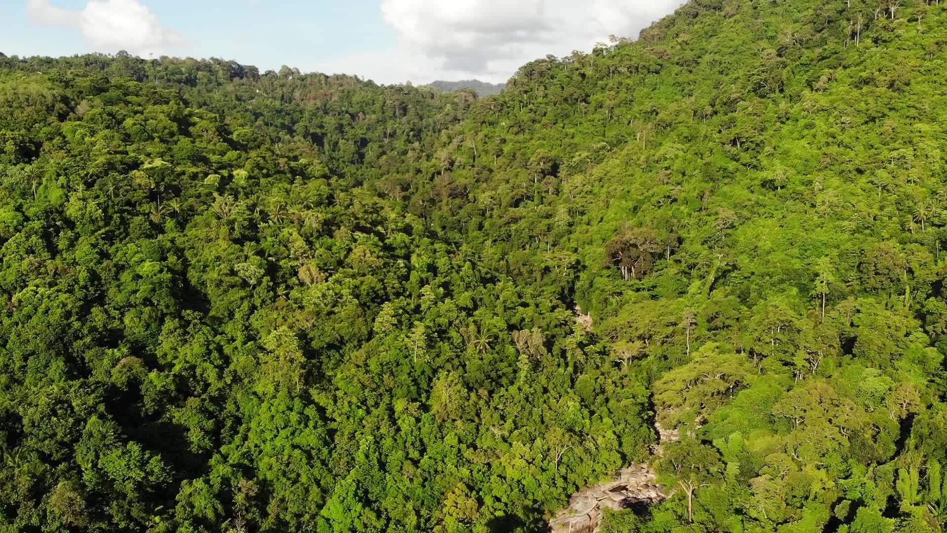 山上的绿色丛林视频的预览图