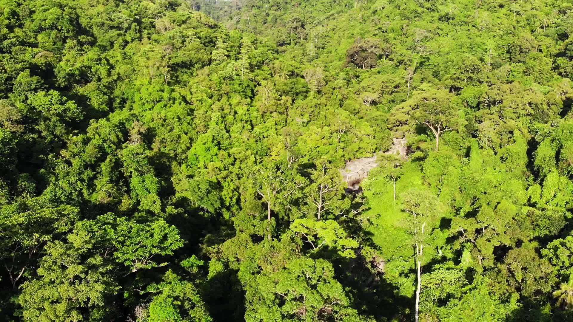 热带树木生长在苏梅岛丘陵地带视频的预览图