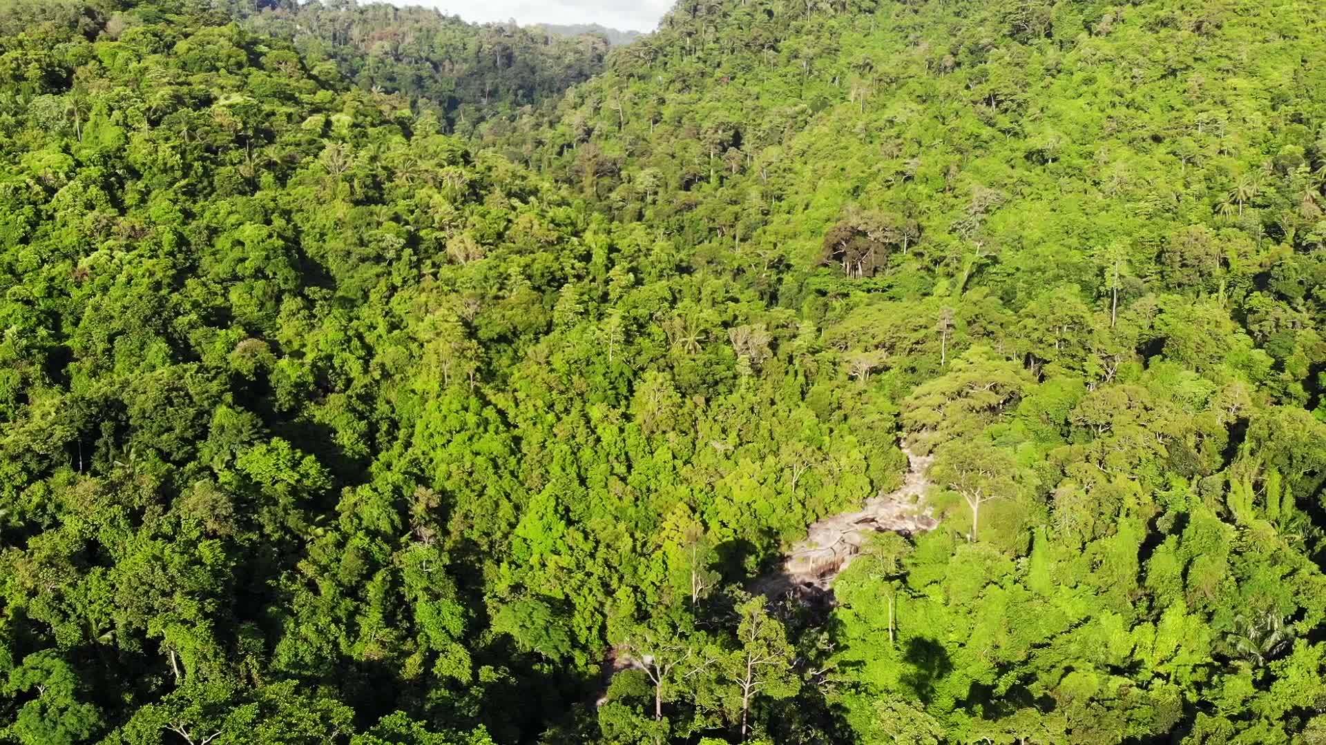 山上的绿色丛林视频的预览图