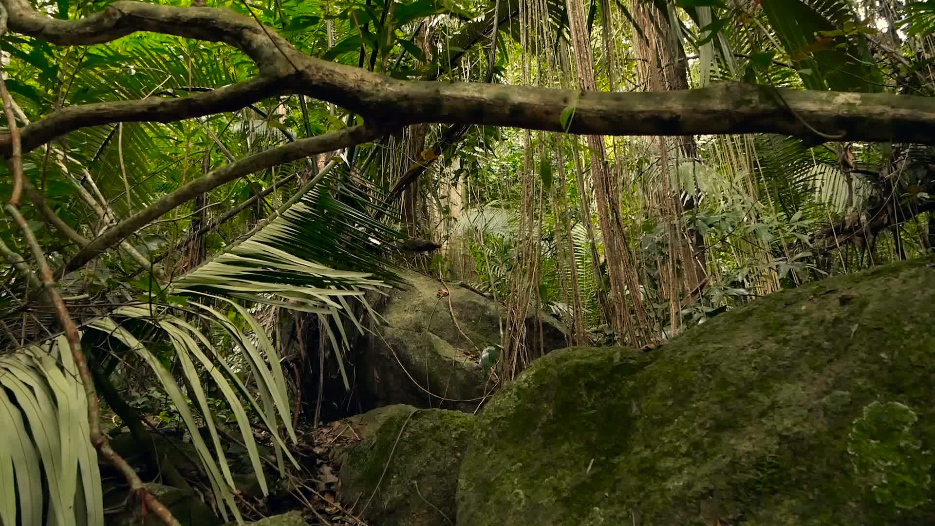 异国情调的亚洲树林景观视频的预览图