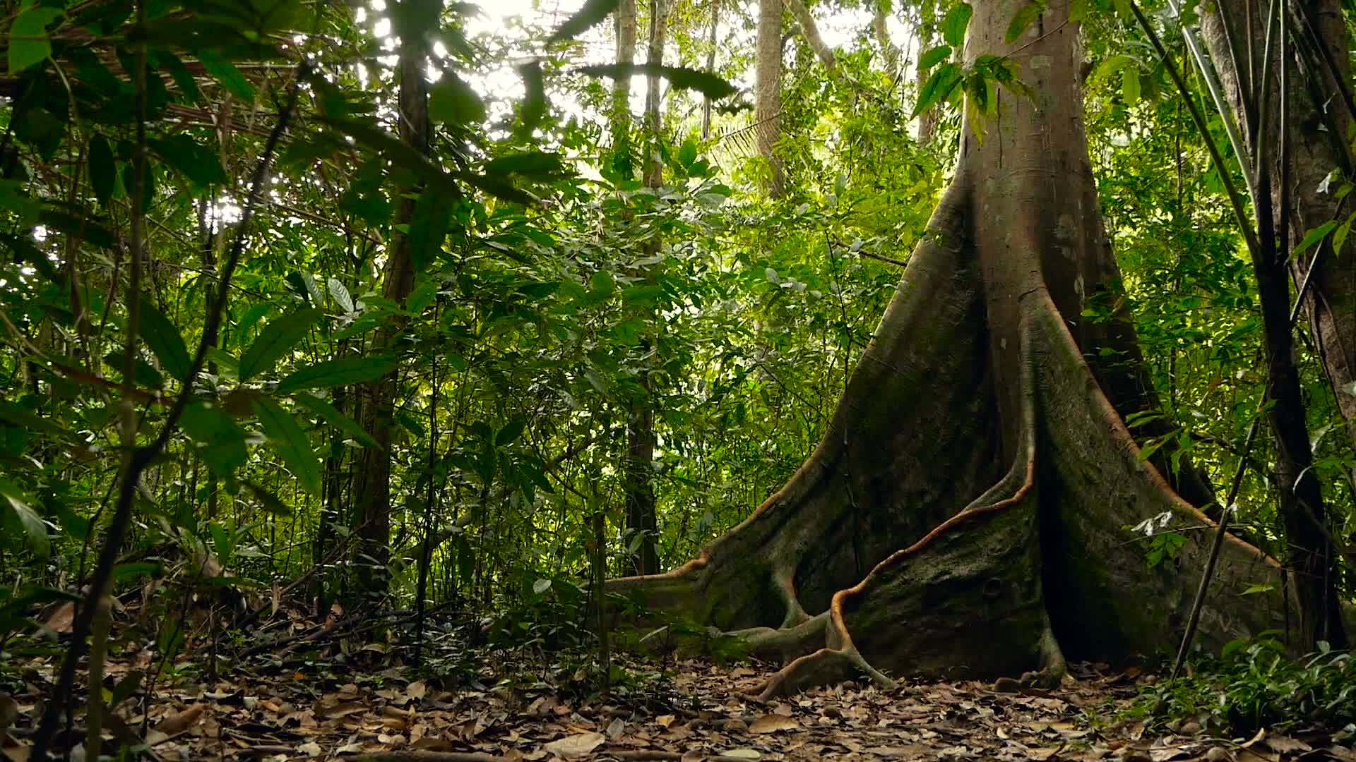 亚洲丛林景观视频的预览图