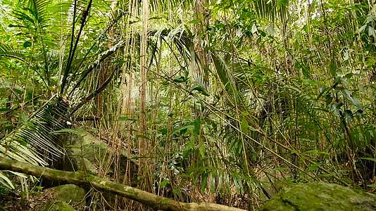 亚洲丛林景观视频的预览图