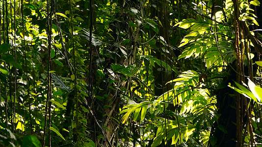 异国情调的亚洲苔藓的藤蔓悬挂在热带雨林的树冠上视频的预览图