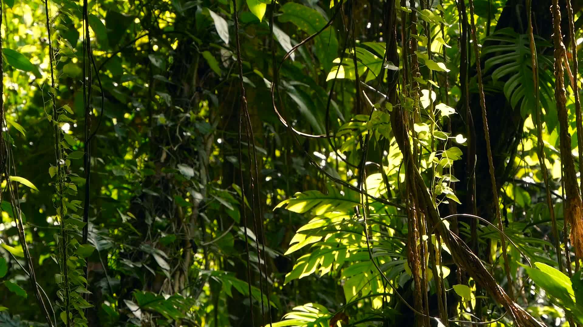 丛林景观视频的预览图