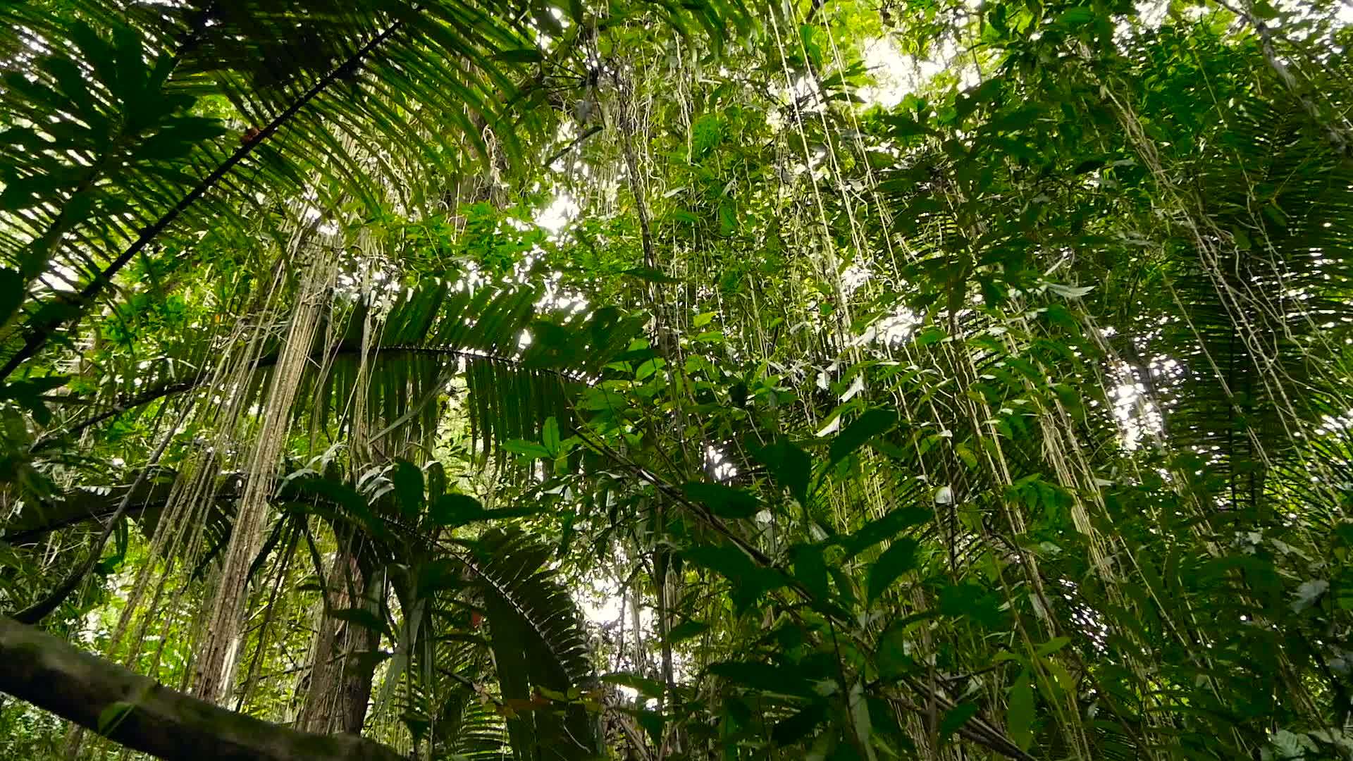丛林景观视频的预览图