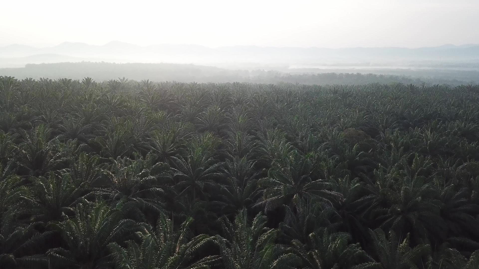 油棕榈种植园的航空摄影视频的预览图