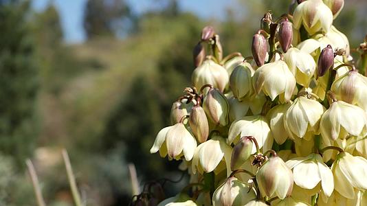 白花丝兰开花视频的预览图