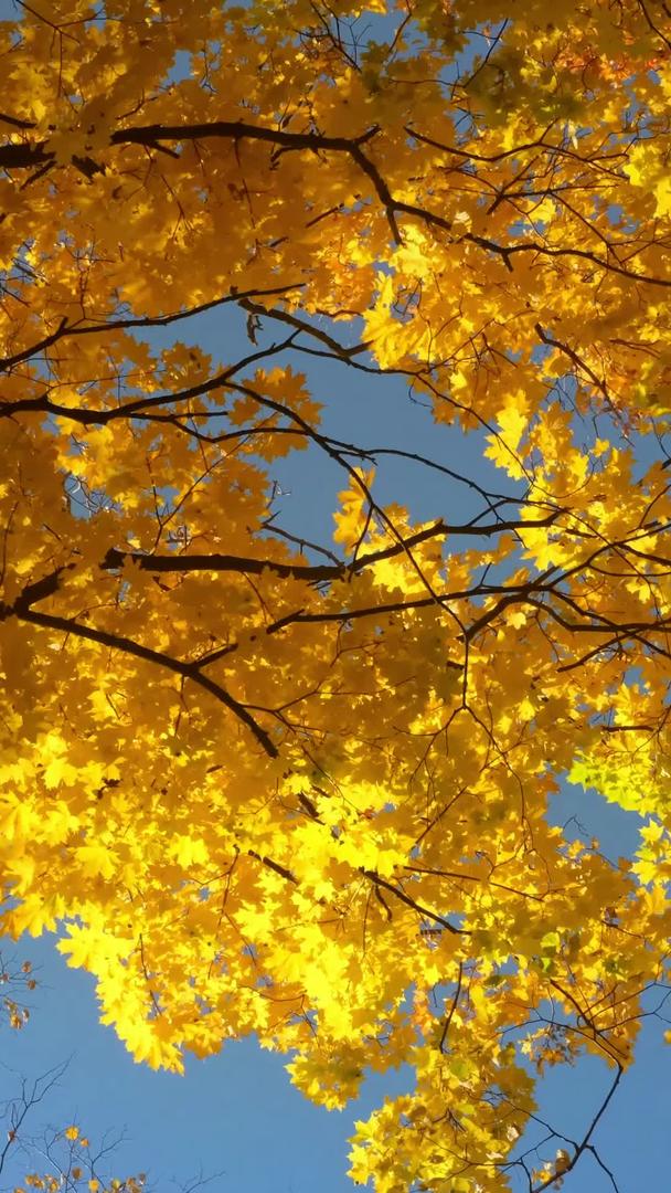 深秋天空的叶子视频的预览图