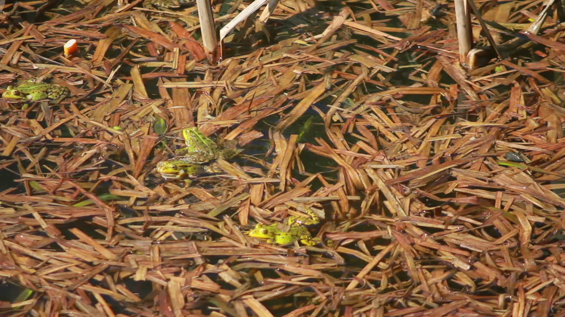湖上青蛙交配季节视频的预览图