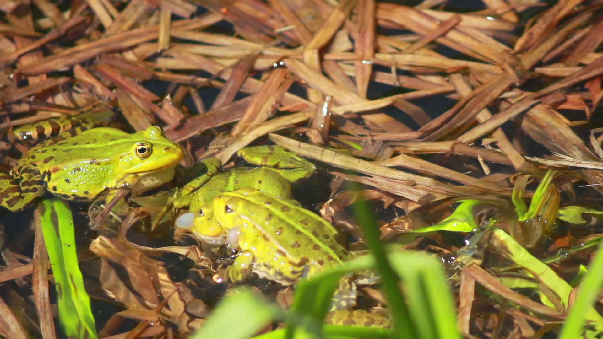 湖上青蛙交配季节视频的预览图