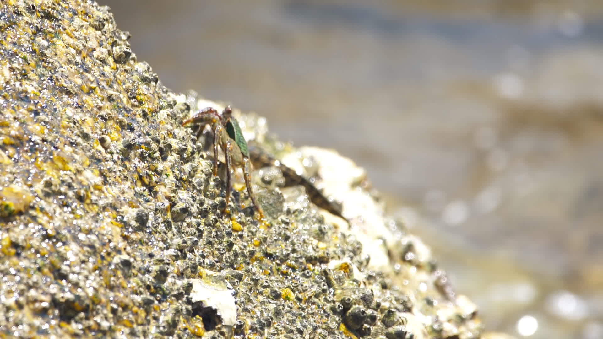 海边两栖动物螃蟹视频的预览图